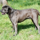 Cane Corso Italiano